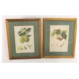 2 Fruit prints