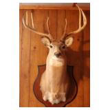 8 point mounted buck head