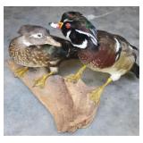 Pair of Taxidermied Ducks on Log