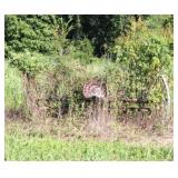 Antique Hay Rake Farm Equipment (As is)