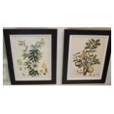 Pair botanical frames
