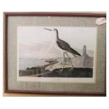 Green Shank bird picture