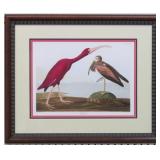 SCARLET IBIS BY JOHN J. AUDUBON