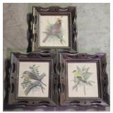 3 Framed Bird Prints - 10 x 9 each