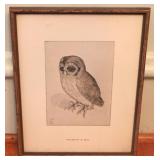 Framed owl print - 13.5 x 11