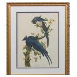 COLUMBIA JAY BY JOHN J. AUDUBON