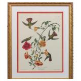 MANGO HUMMINGBIRD BY JOHN J. AUDUBON