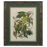 CAROLINA PARROT BY JOHN J. AUDUBON