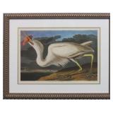 WHITE HERON BY JOHN J. AUDUBON