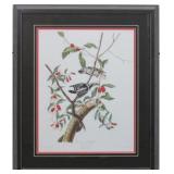 DOWNY WOODPECKER BY JOHN J. AUDUBON
