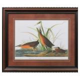 VIRGINIA RAIL BY JOHN J. AUDUBON