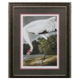 HOOPING CRANE BY JOHN J. AUDUBON