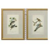 SET 2 ANTIQUE BIRDS BY JOHN J. AUDUBON
