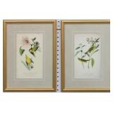SET 2 ANTIQUE BIRDS BY JOHN J. AUDUBON