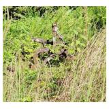 Farm Machinery & Implements