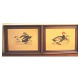 Pair of Duck Prints - 15. 5 x 19.5