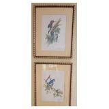 Pair Woodpecker & Blue Jay framed prints
