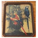 Vintage framed parrot print, 13.5 x 7.5