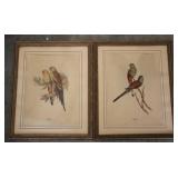 Pair of Framed Bird Prints