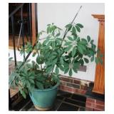 Live House Plant - 44 Inches Tall