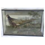 Taxidermy pheasant diorama in glass case