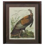 WILD TURKEY BY JOHN AUDUBON