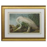 WHITE HERON BY JOHN AUDUBON