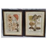 Pair fungi framed prints, 19 x 15
