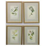 SET OF 4 ANTIQUE AUDUBON BIRDS