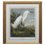 SNOWY HERON BY JOHN AUDUBON