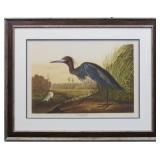 BLUE CRANE BY JOHN AUDUBON