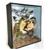 Taxidermy composition of birds in case
