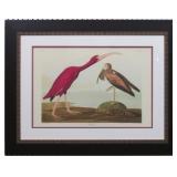 SCARLET IBIS BY JOHN AUDUBON