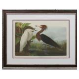 PURPLE HERON BY JOHN AUDUBON