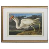 GREAT WHITE HERON BY JOHN J AUDUBON