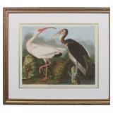 WHITE IBIS BY JOHN J AUDUBON