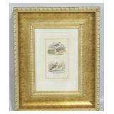 Framed print of birds, 21 x 17