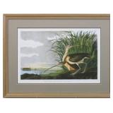 LONG BILLED CURLEW BY JOHN J AUDUBON