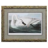 TRUMPETER SWAN BY JOHN J AUDUBON