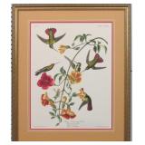 MANGO HUMMINGBIRD BY JOHN J AUDUBON