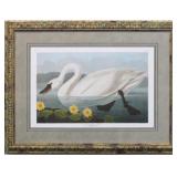 COMMON AMERICAN SWAN BY JOHN J AUDUBON