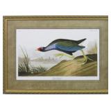 PURPLE GALLINULE BY JOHN J AUDUBON