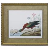 GLOSSY IBIS BY JOHN J AUDUBON