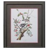 DOWNY WOODPECKER BY JOHN J AUDUBON