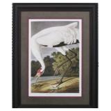 HOOPING CRANE BY JOHN J AUDUBON