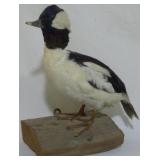 Taxidermy Duck 12x10x6