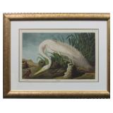 WHITE HERON BY JOHN J. AUDUBON