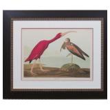 SCARLET IBIS BY JOHN J. AUDUBON
