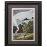 HOOPING CRANE BY JOHN J. AUDUBON
