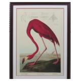 AMERICAN FLAMINGO BY JOHN J. AUDUBON